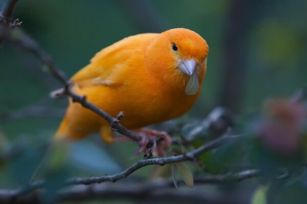 Bird of tropical wildlife