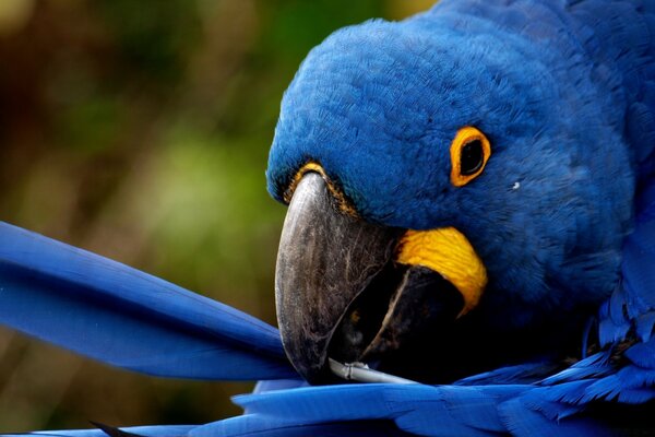 Blauer Papagei Ara hält eine Feder