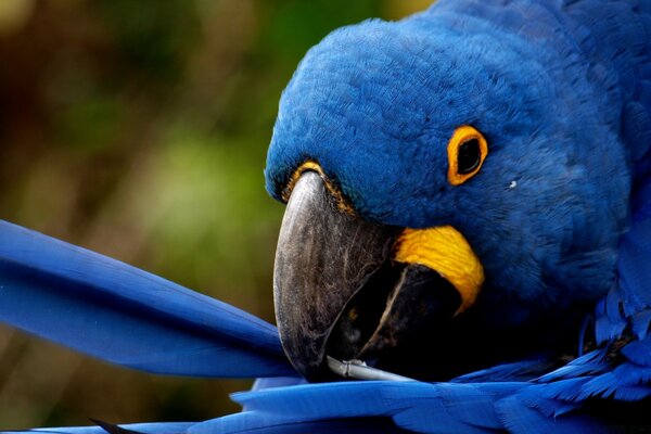 ब्लू एक प्रकार का तोता तोता एक पंख पकड़े हुए