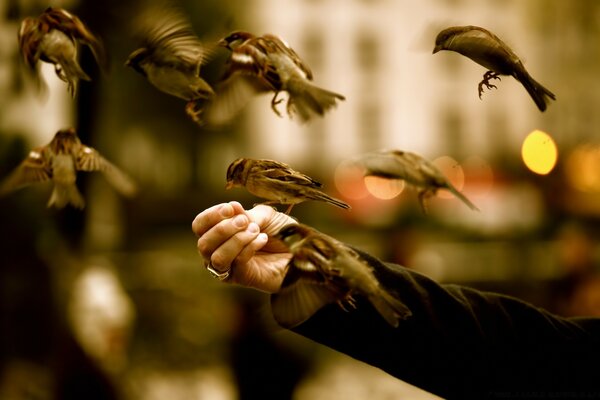 Una bandada de pájaros se alimenta de la mano