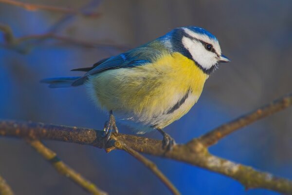 Bird blue Muscovite on a branch