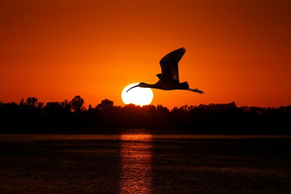 A flying bird in the evening sunset