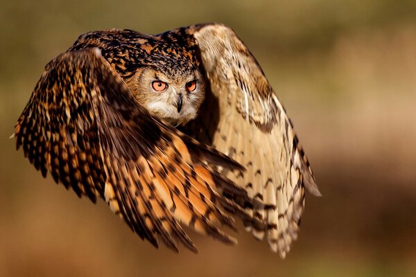 Il gufo in volo caccia