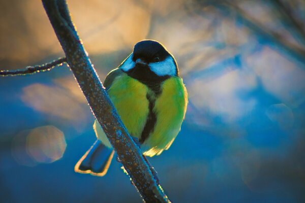 Bullfinch breathes frosty air