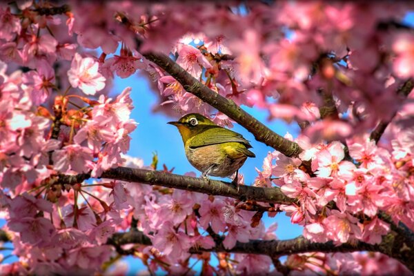 Japanese white hides eye in sakura