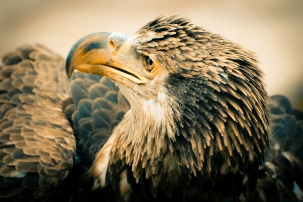 The head of a huge bird of prey