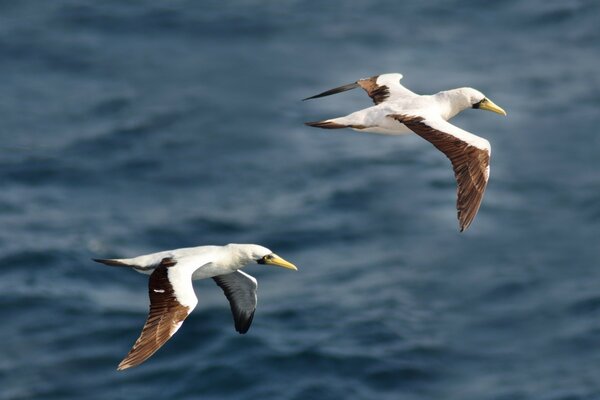 Seagulls flying over the water