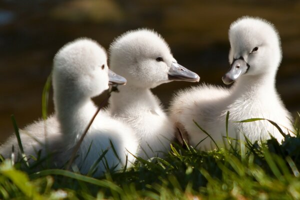 Three little swan chicks