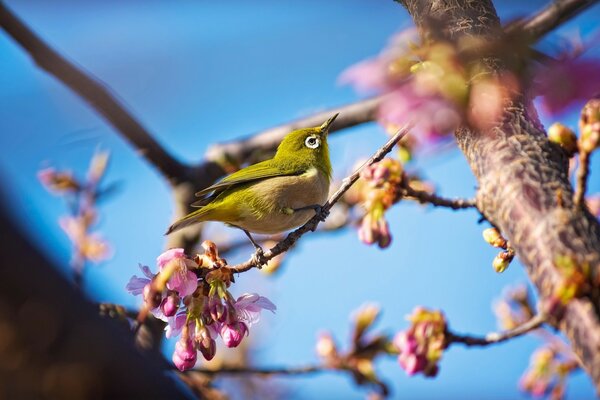 A rare bird on a cherry blossom