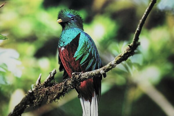 Uccelli, uccello della fauna selvatica