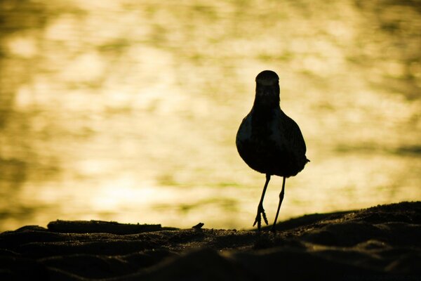 Uccello che guarda il bellissimo tramonto in riva al mare