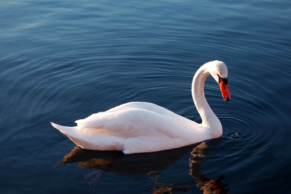 The swan is floating on the water