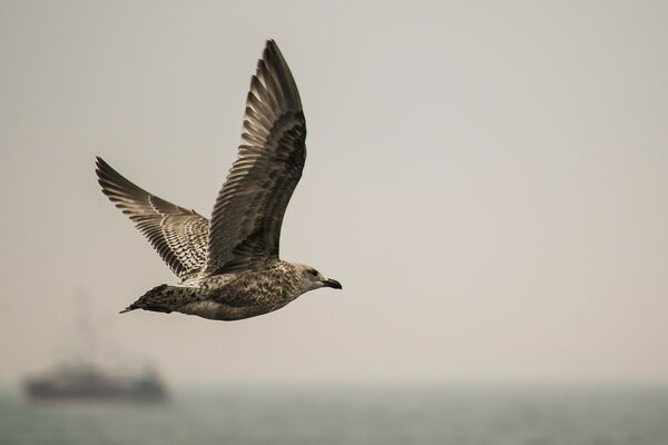 Möwe fliegt über das blaue Meer