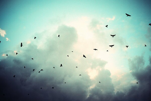 Aves de presa flotando contra el cielo