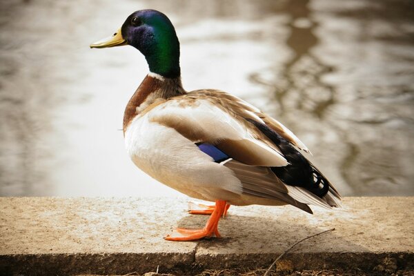 Pato acuático en un parapeto de piedra