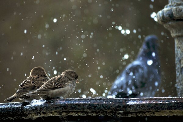 Dois pardais sentados ao lado da neve