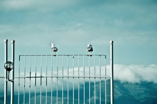 Exceptionnellement beau ciel et mouettes