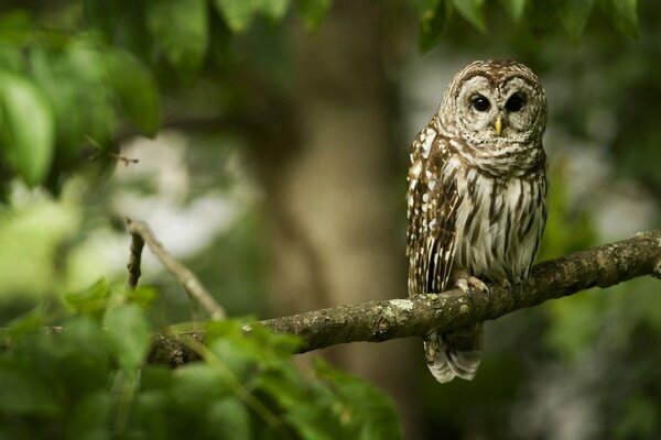 Hibou dans la forêt est assis sur une branche