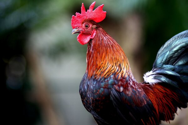 Gallo Vieira de oro