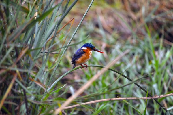 Oiseau sauvage est assis sur les branches et se repose