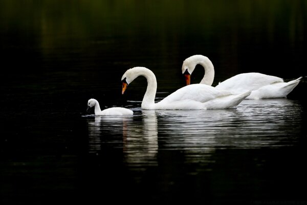 Pájaro, cisnes en el lago