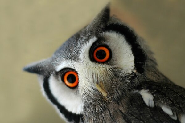 Portrait de la faune, hibou