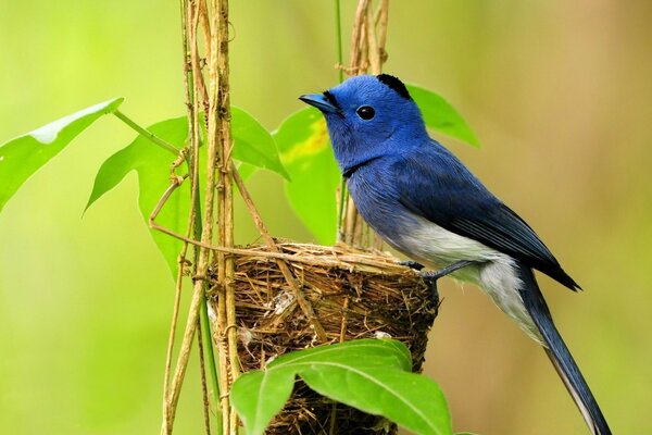 Oiseau bleu sur son nid