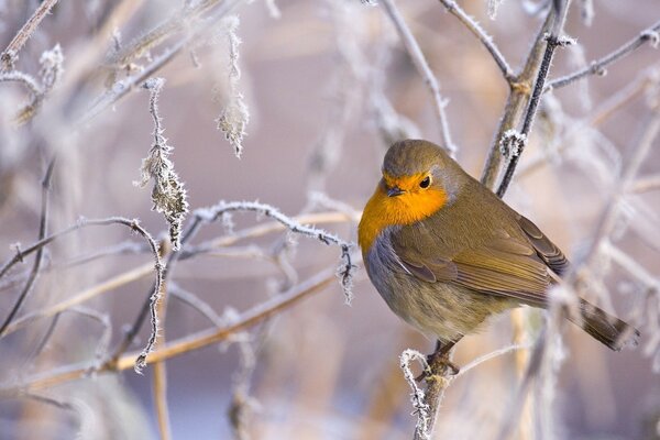 Frostiger Tag. Ein Vogel mit gelber Krawatte sitzt auf einem Ast