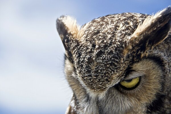 The owl glares at the prey