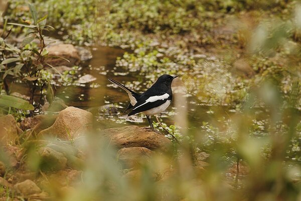 Pájaro al aire libre