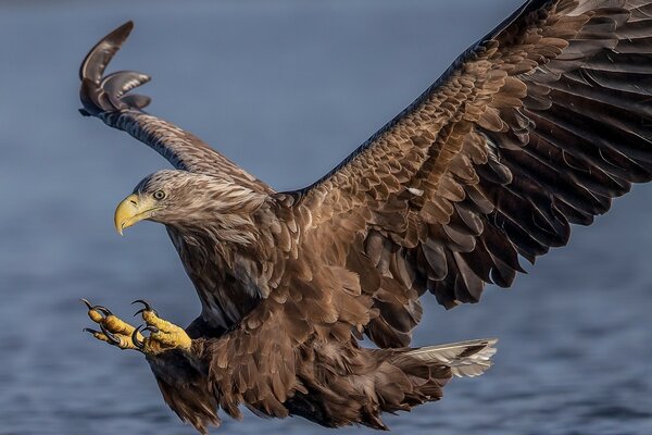 Foto de caza de aves de presa en la naturaleza