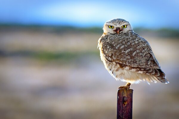 A brown owl sits on a peg outdoors