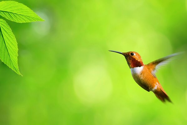 A beautiful little bird is flying