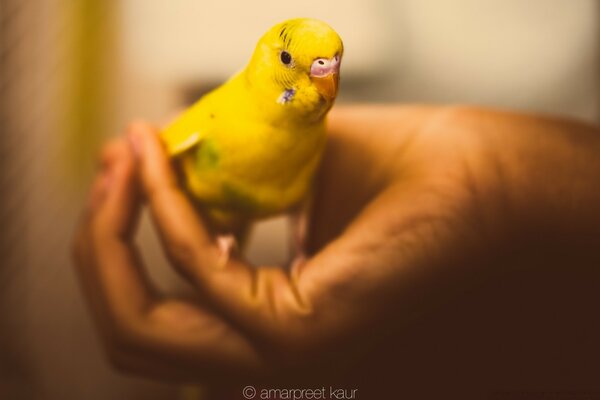 Yellow chicken in the hands