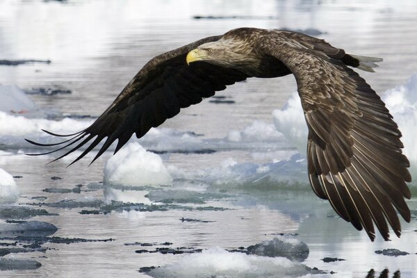 Der Adler gleitet leicht auf das Wasser