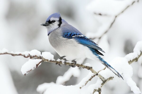 Vogel mit blauer Rückenlehne im Winter auf einem Ast