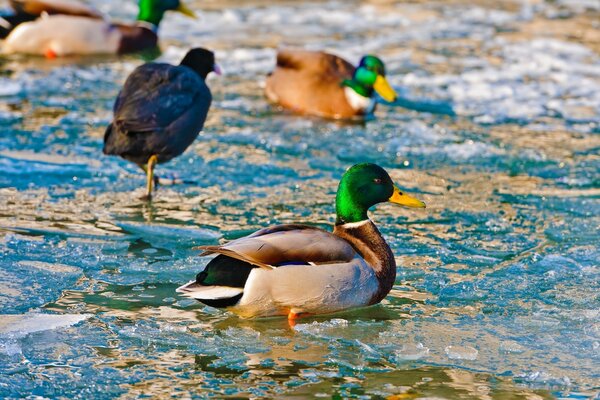 Duck in winter a lot of drake birds