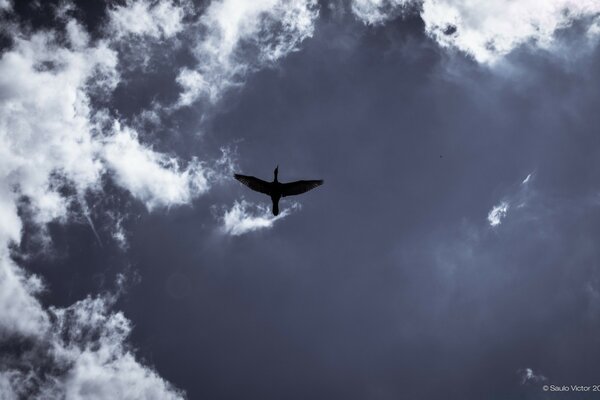 A flying duck on a blue sky background