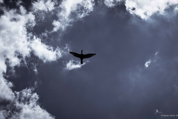 Pato volador contra el cielo azul