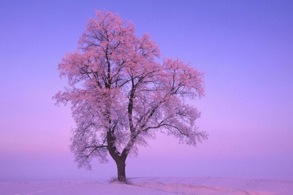 Árbol solitario en invierno escarcha