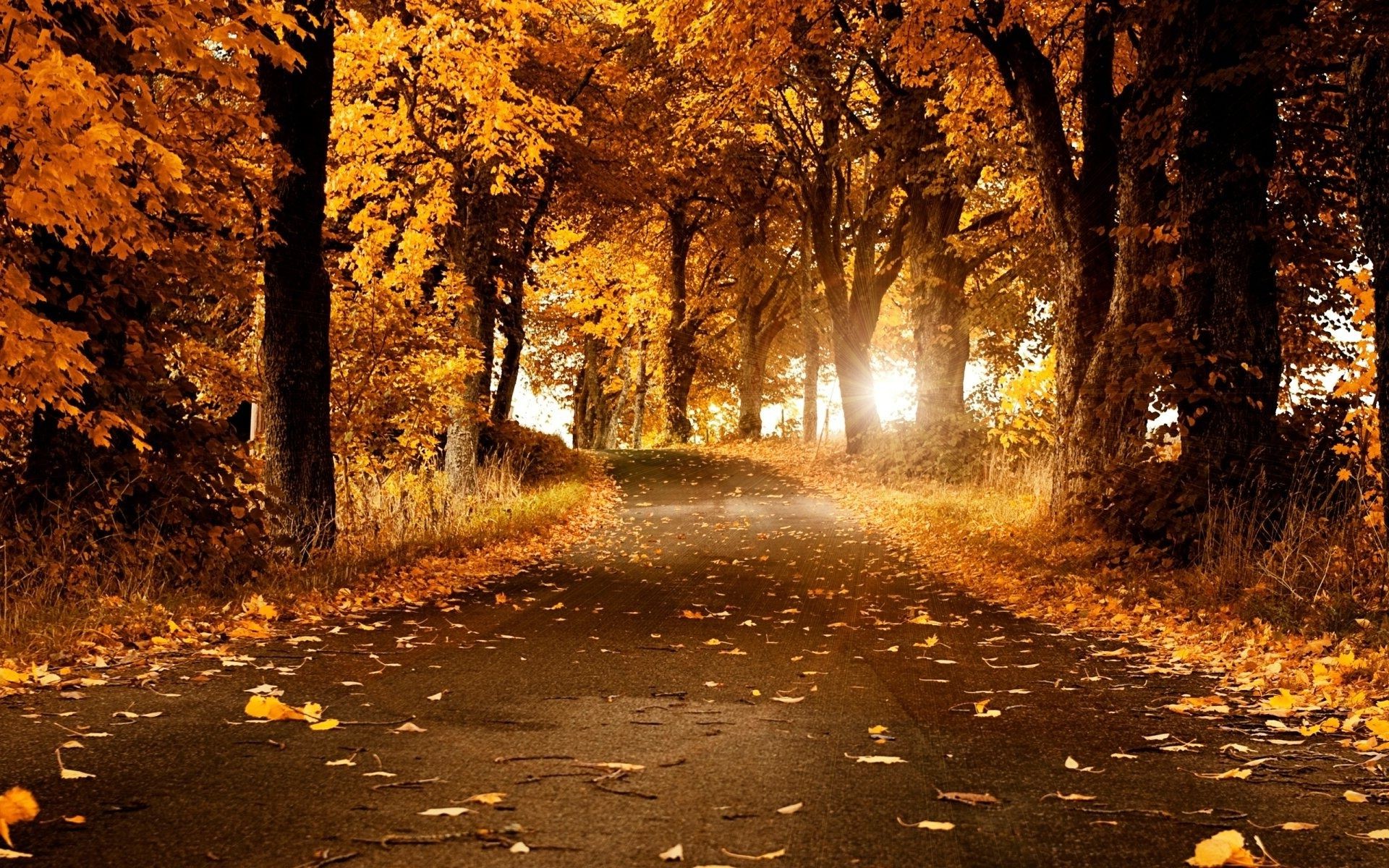 autumn fall leaf tree road wood nature landscape outdoors park guidance dawn