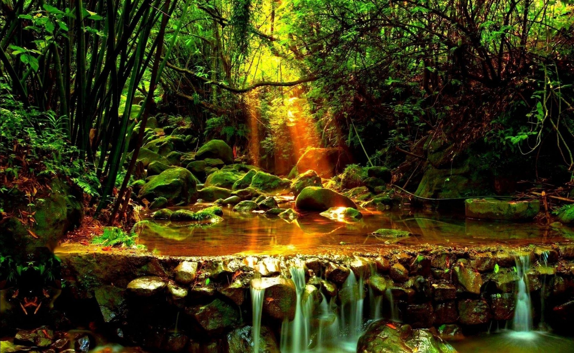 rivières étangs et ruisseaux étangs et ruisseaux eau bois nature feuille arbre paysage à l extérieur rivière parc voyage scénique lumière environnement jardin pierre flore