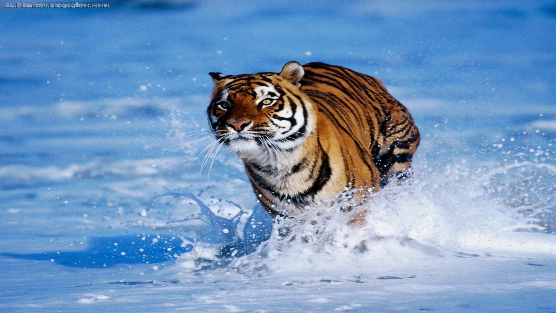 tigers wildlife nature mammal wild big