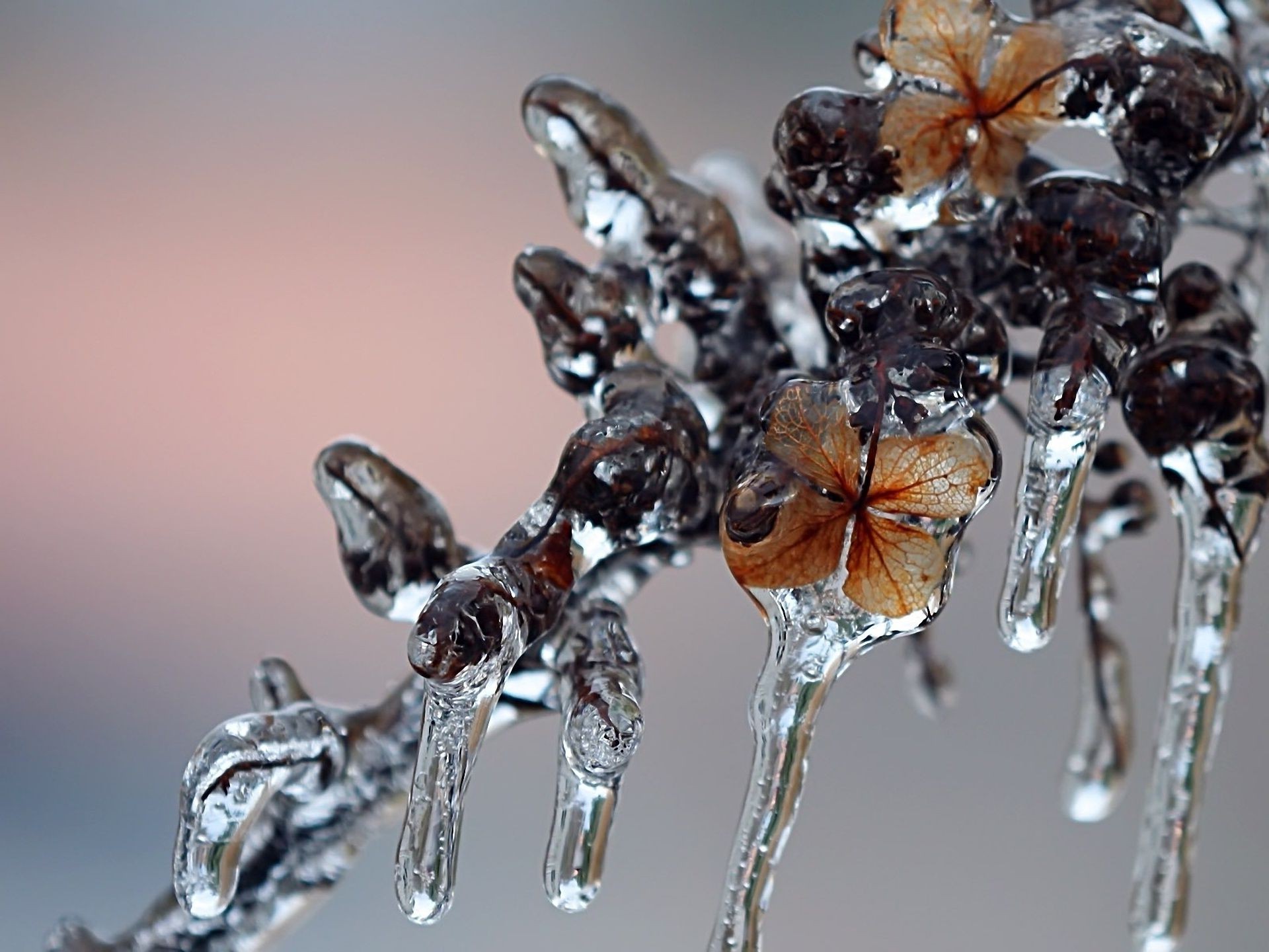 droplets and water insect nature invertebrate close-up desktop little