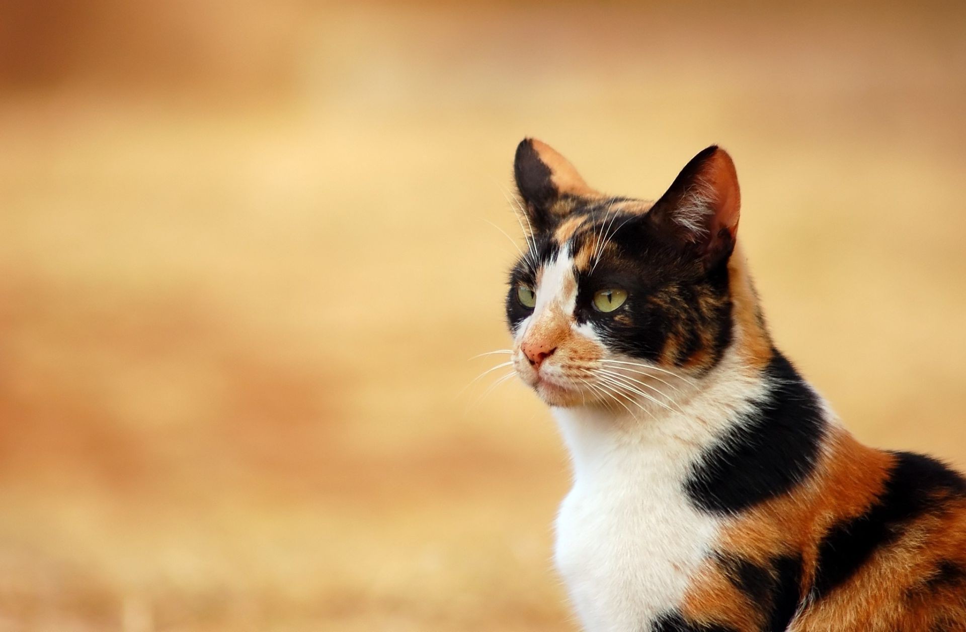 gatos gato lindo retrato animal mamífero ojo piel mascota naturaleza solo ver