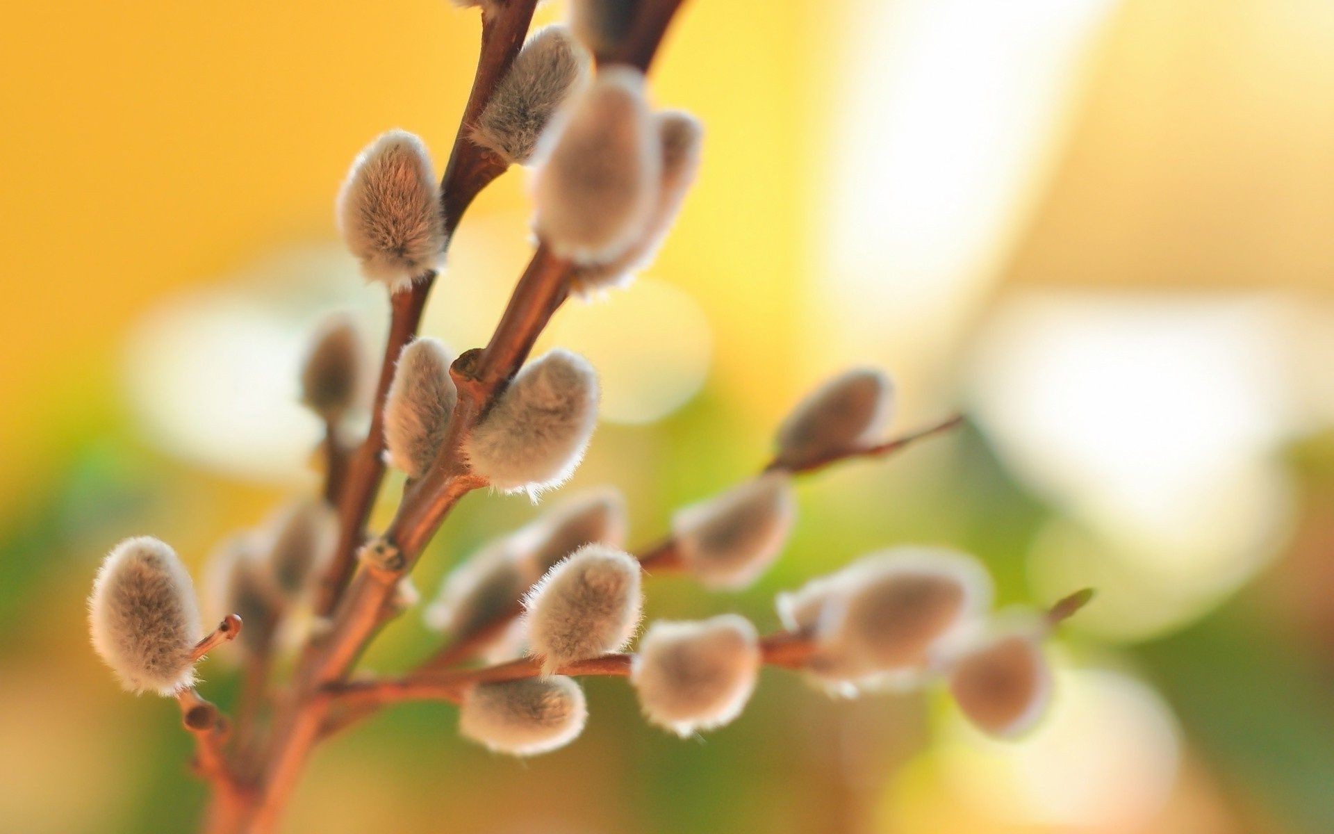 feriados natureza flora flor crescimento borrão folha delicado ao ar livre close-up cor verão árvore páscoa brilhante amigo