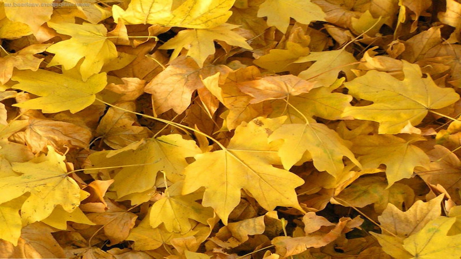 feuilles feuille automne érable saison flore nature lumineux couleur arbre parc changement or bureau lumineux à l extérieur environnement bois jardin