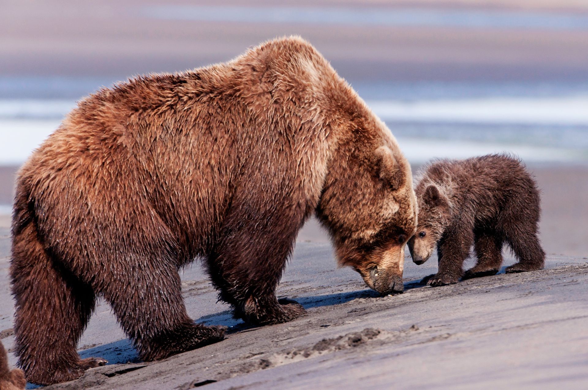 bears mammal wildlife winter grizzly water snow outdoors frosty animal nature cold