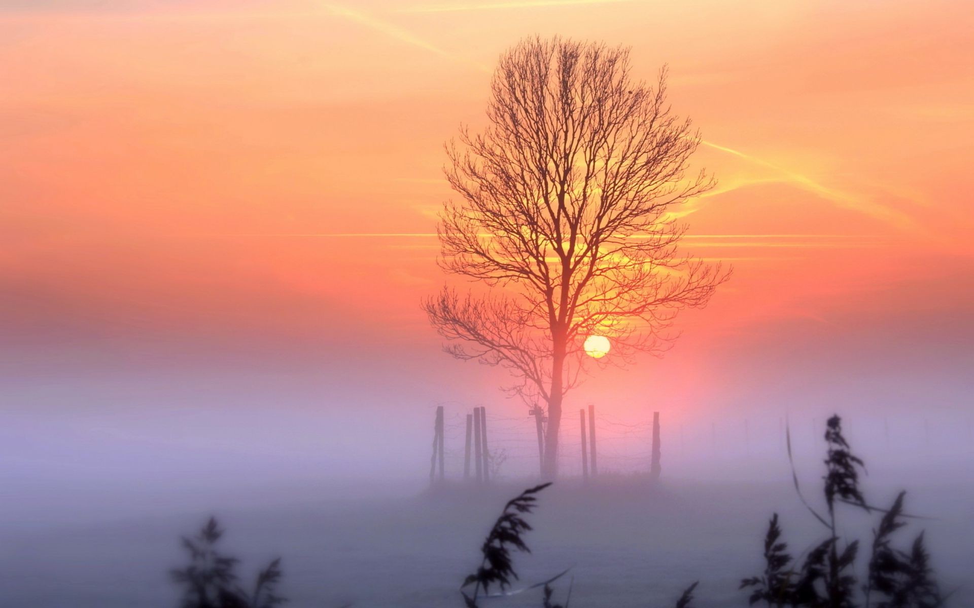 coucher du soleil et l aube coucher de soleil aube soleil nature soir ciel crépuscule paysage beau temps brouillard brouillard silhouette à l extérieur hiver arbre rétro-éclairé neige lumineux météo