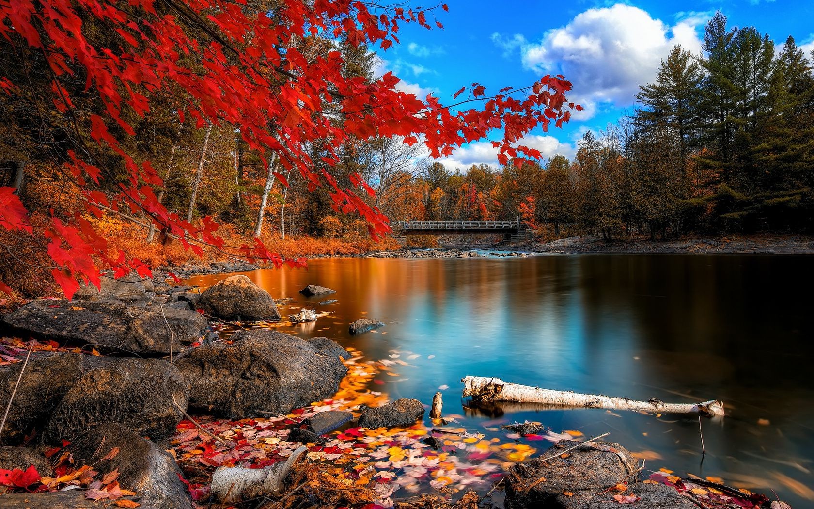 rivières étangs et ruisseaux étangs et ruisseaux automne eau rivière paysage arbre à l extérieur nature voyage feuille bois